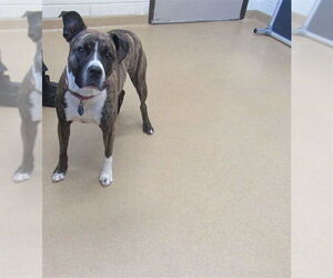 American Staffordshire Terrier Dogs for adoption in Derwood, MD, USA