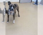 Small American Staffordshire Terrier