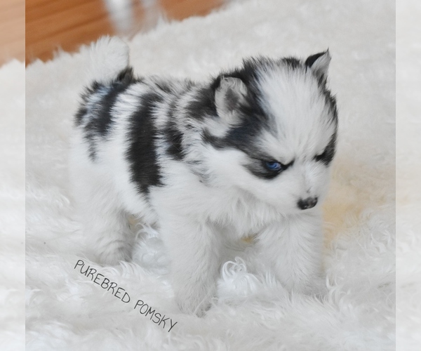 Medium Photo #2 Pomsky Puppy For Sale in KANSAS CITY, MO, USA