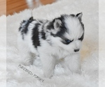 Small #1 Pomsky