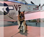 Small #21 German Shepherd Dog