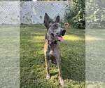 Small #3 Catahoula Leopard Dog Mix