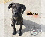 Small #15 Boxer-German Wirehaired Pointer Mix