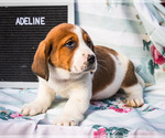 Puppy 5 Australian Cattle Dog-Basset Hound Mix
