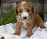 Small Photo #48 Cavapoo Puppy For Sale in GOSHEN, IN, USA