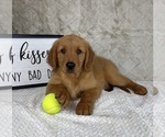 Small Golden Retriever