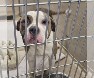 American Pit Bull Terrier Dogs for adoption in Decatur, IL, USA