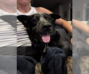 Maximus - Male Mutt Dog for Adoption - Photo #3