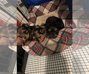 Yorkshire Terrier Litter for sale in LITTLE RIVER, SC, USA