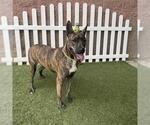 REX - Male German Shepherd Dog-Unknown Mix Dog for Adoption - Small photo