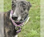 ARROYO MEGAN - Female Greyhound Dog for Adoption - Small photo