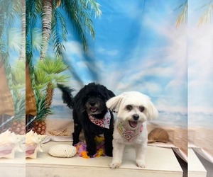 Havanese Dogs for adoption in Gulfport, MI, USA