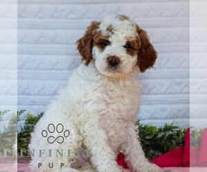 Goldendoodle (Miniature) Puppy for sale in LITITZ, PA, USA