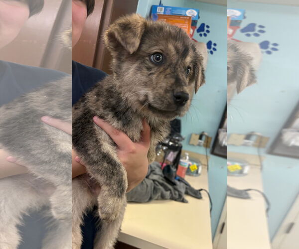 Medium Photo #1 Australian Shepherd-Rottweiler Mix Puppy For Sale in Amarillo, TX, USA