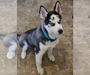 Siberian Husky Puppy for sale in SAINT LOUIS, MO, USA
