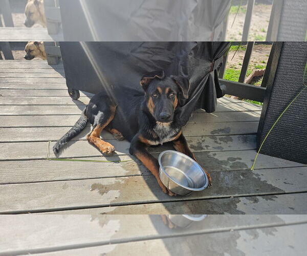 Medium Photo #6 German Shepherd Dog Puppy For Sale in New Hill, NC, USA