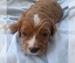 Puppy Blaze Cavapoo