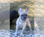 Small Photo #48 French Bulldog Puppy For Sale in TACOMA, WA, USA