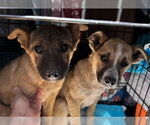 Small #14 Shepradors