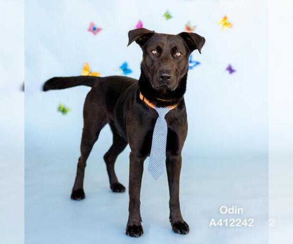 Medium Photo #2 Labrador Retriever Puppy For Sale in Conroe, TX, USA