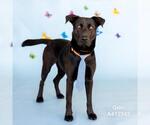 Small #1 Labrador Retriever