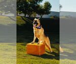 Small Photo #2 German Shepherd Dog Puppy For Sale in Chandler, AZ, USA