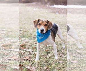 Beagle Dogs for adoption in Crete, IL, USA