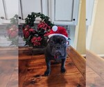 Small Photo #11 French Bulldog Puppy For Sale in MANSFIELD, TX, USA