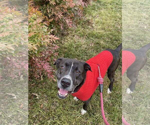 Medium Photo #2 Plott Hound-Unknown Mix Puppy For Sale in Holly Springs, NC, USA