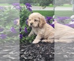 Small Photo #36 Cocker Spaniel Puppy For Sale in WITHEE, WI, USA