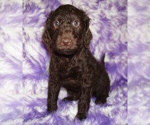 Miniature Labradoodle Puppy for sale in LA HABRA, CA, USA