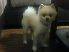 Small Photo #4 Pomeranian Puppy For Sale in INTERNATIONAL FALLS, MN, USA