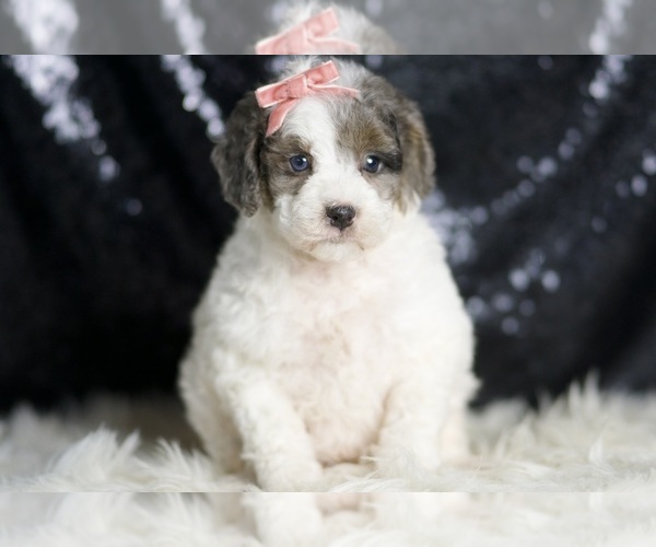 Medium Photo #6 Goldendoodle (Miniature) Puppy For Sale in WARSAW, IN, USA