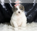 Small #5 Goldendoodle (Miniature)