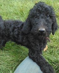 Poodle (Standard) Puppy for sale in MUNITH, MI, USA