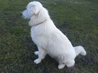 Small Photo #1 Slovakian Kuvac Puppy For Sale in NEVADA, TX, USA