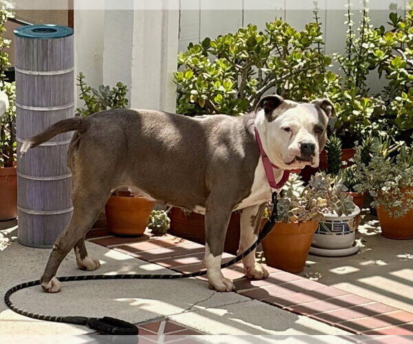 Medium Photo #14 American Staffordshire Terrier-Unknown Mix Puppy For Sale in Lake Forest, CA, USA