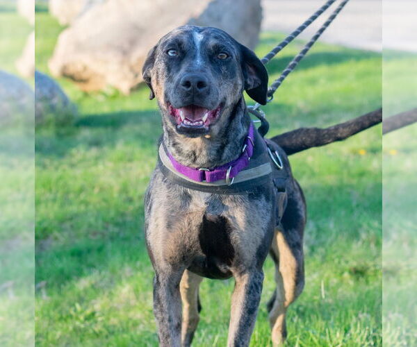 Medium Photo #2 Catahoula Leopard Dog Puppy For Sale in South Bend, IN, USA