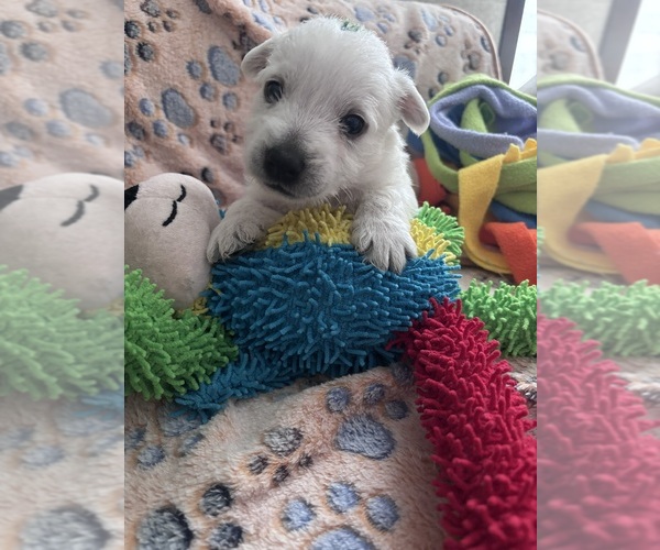 Medium Photo #2 West Highland White Terrier Puppy For Sale in RADCLIFF, KY, USA