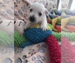 Small #1 West Highland White Terrier