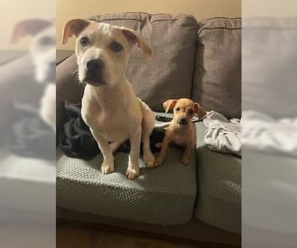 Medium Photo #6 Chihuahua-Unknown Mix Puppy For Sale in New London, WI, USA
