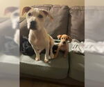 Small #5 Chihuahua Mix