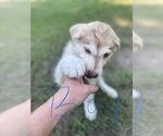 Small #28 Siberian Husky