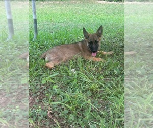 German Shepherd Dog Puppy for sale in SPARTANBURG, SC, USA