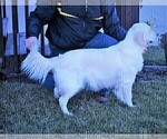 Small Photo #1 English Cream Golden Retriever Puppy For Sale in DANVILLE, IA, USA