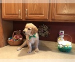 Small Photo #18 Golden Retriever Puppy For Sale in WEBSTER CITY, IA, USA