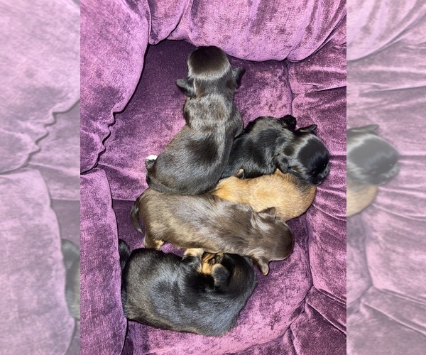 Medium Photo #11 Yorkshire Terrier Puppy For Sale in SAN ANTONIO, TX, USA