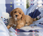 Small Photo #6 Goldendoodle Puppy For Sale in MILWAUKEE, WI, USA