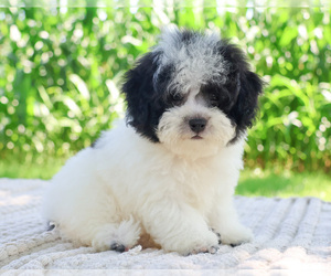 Bichpoo Puppy for sale in SYRACUSE, IN, USA