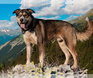 Siberian Husky-Unknown Mix Dogs for adoption in San Andreas, CA, USA